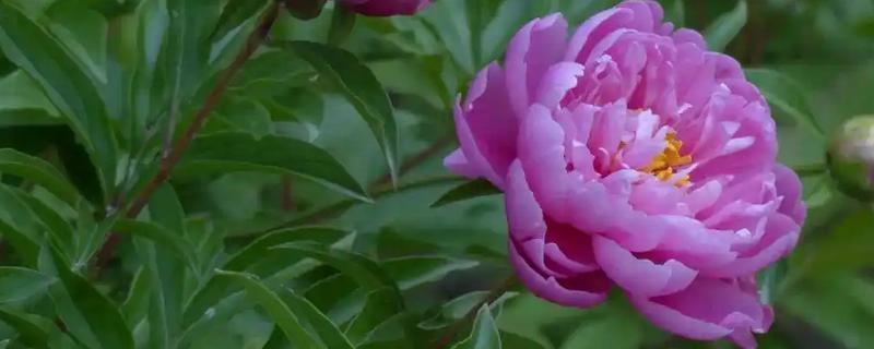 芍药花苞不开花怎么处理，需提供充足的光照