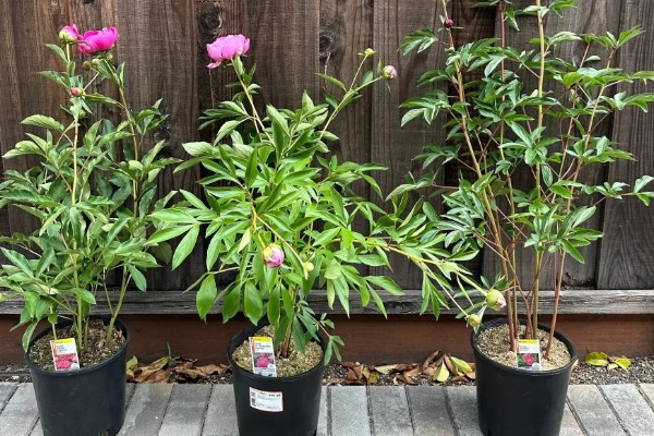 芍药花苞不开花怎么处理，需提供充足的光照