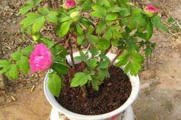 芍药花苞不开花怎么处理，需提供充足的光照