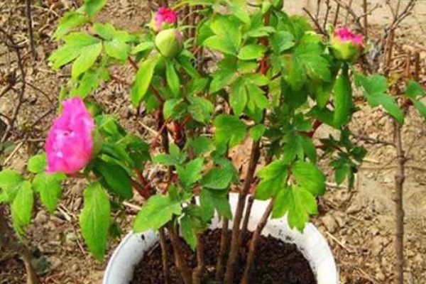 芍药花苞不开花怎么处理，需提供充足的光照