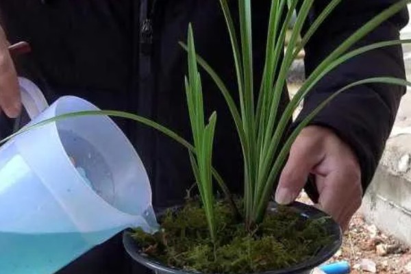 惠兰开完花后怎么办，剪除凋谢的花苞和枯黄的叶片