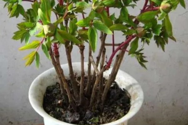 芍药花苞不开花怎么处理，需提供充足的光照