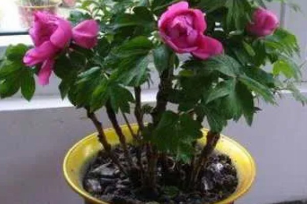 芍药花苞不开花怎么处理，需提供充足的光照