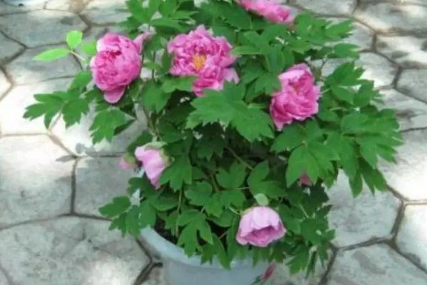 芍药花苞不开花怎么处理，需提供充足的光照