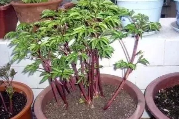 芍药花苞不开花怎么处理，需提供充足的光照