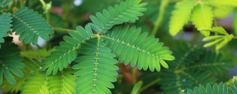 含羞草一碰就害羞的原因，叶褥受到刺激后细胞液会被排出