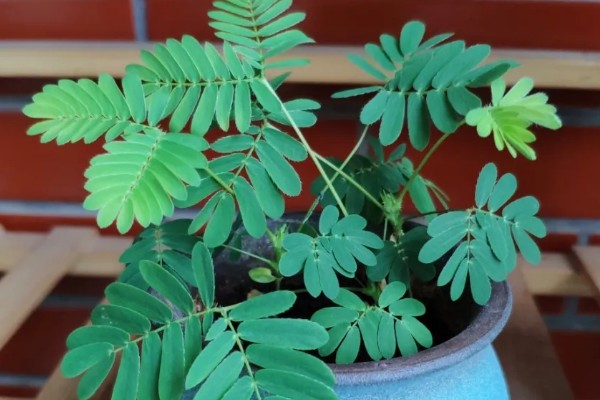 含羞草一碰就害羞的原因,叶褥受到刺激后细胞液会被排出