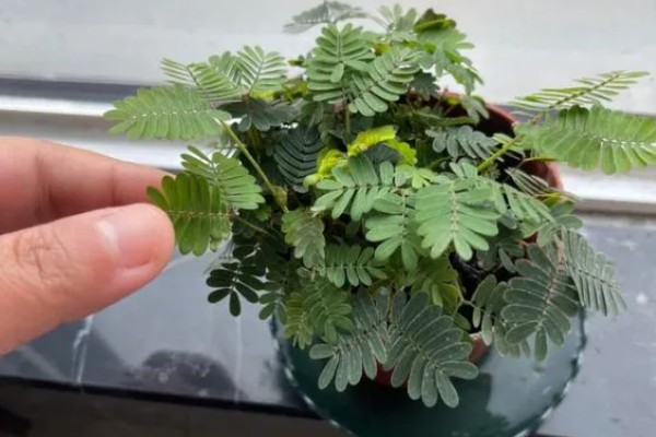 含羞草一碰就害羞的原因,叶褥受到刺激后细胞液会被排出