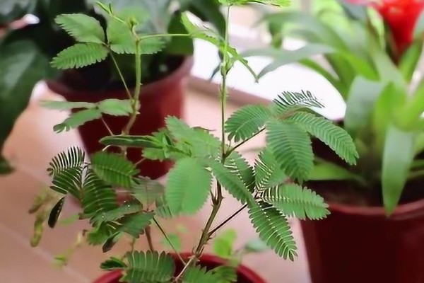 含羞草一碰就害羞的原因,叶褥受到刺激后细胞液会被排出