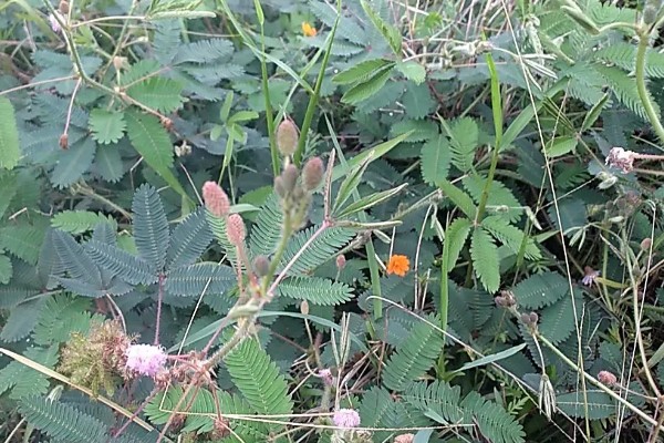 含羞草一碰就害羞的原因,叶褥受到刺激后细胞液会被排出