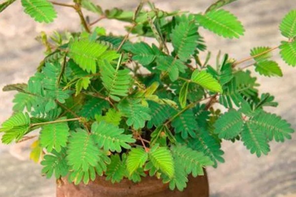 含羞草一碰就害羞的原因,叶褥受到刺激后细胞液会被排出