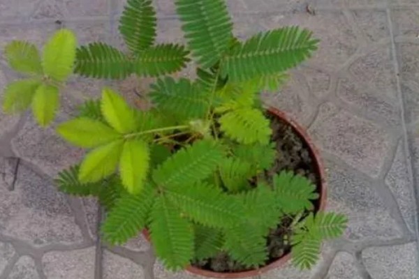 含羞草一碰就害羞的原因,叶褥受到刺激后细胞液会被排出