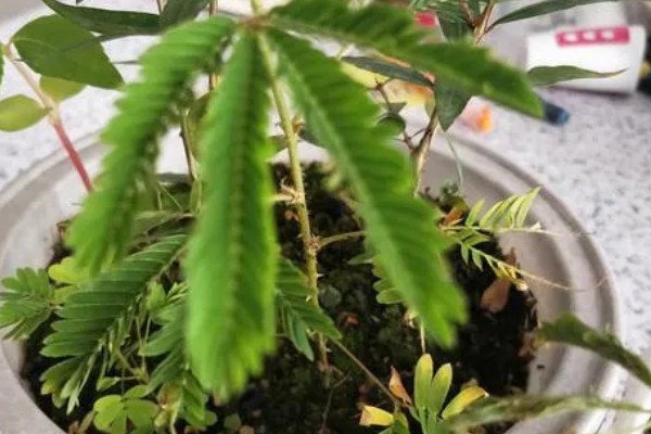 含羞草一碰就害羞的原因,叶褥受到刺激后细胞液会被排出