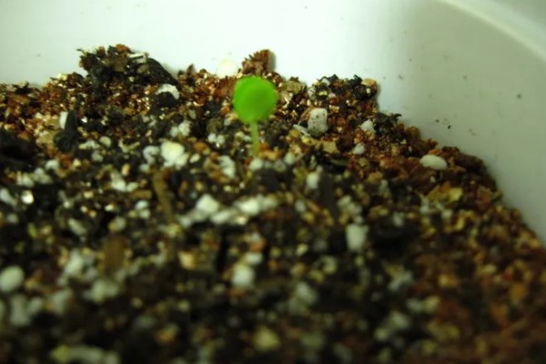 含羞草一碰就害羞的原因,叶褥受到刺激后细胞液会被排出