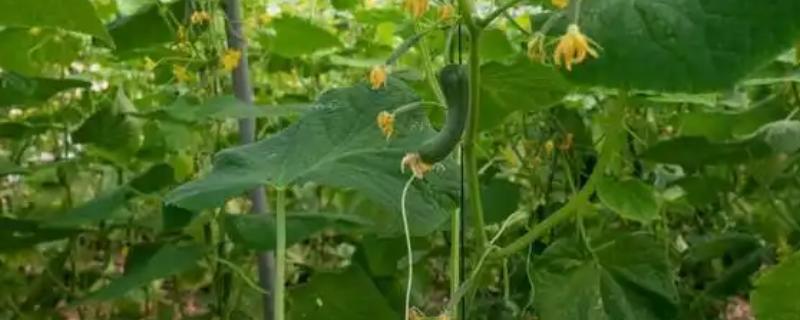 长出的小黄瓜是弯的原因，可能是水肥管理不到位