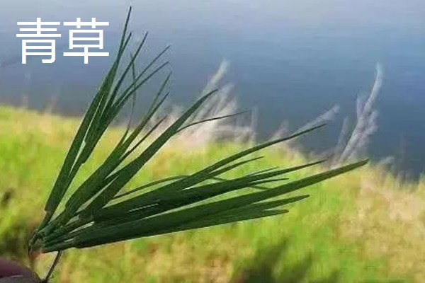 7月份钓草鱼用哪种饵料,首选青草、玉米粒等素饵