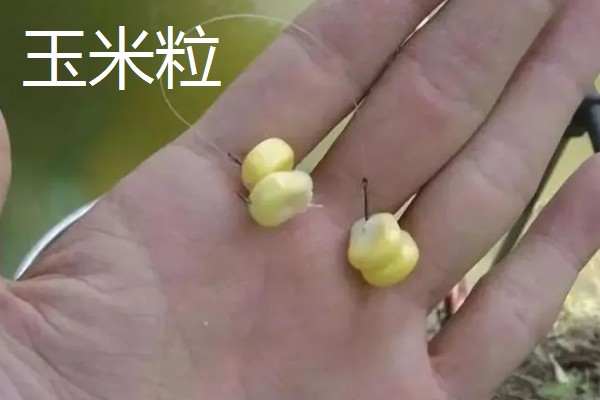 7月份钓草鱼用哪种饵料,首选青草、玉米粒等素饵