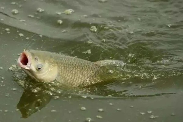 7月份钓草鱼用哪种饵料,首选青草、玉米粒等素饵