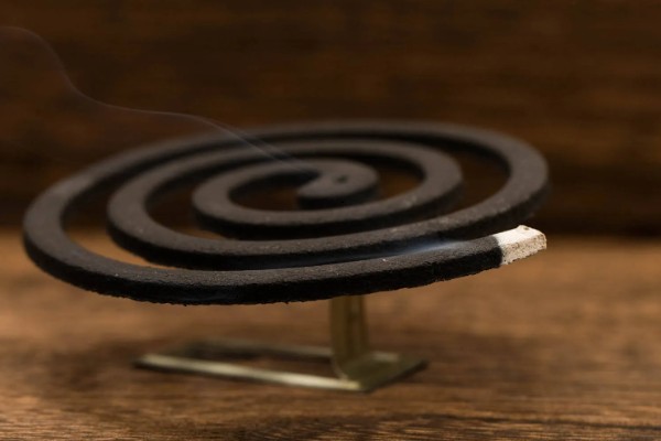 小葱长小黑虫如何处理,可以在植株附近点一盘蚊香