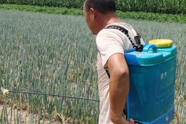 小葱长小黑虫如何处理,可以在植株附近点一盘蚊香