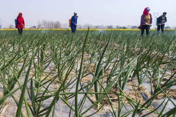 小葱长小黑虫如何处理,可以在植株附近点一盘蚊香