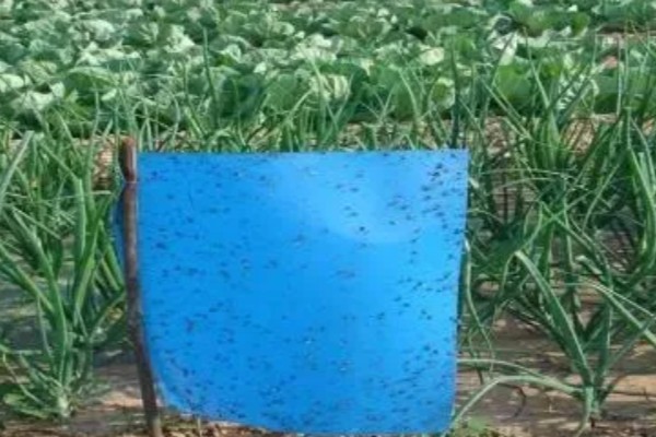 小葱长小黑虫如何处理,可以在植株附近点一盘蚊香