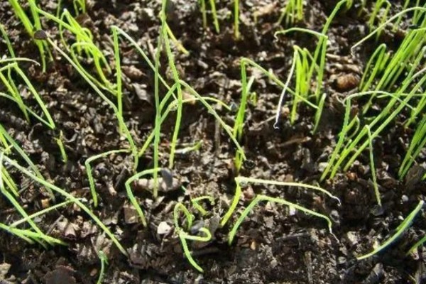 小葱长小黑虫如何处理,可以在植株附近点一盘蚊香