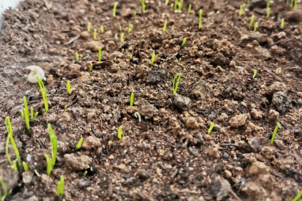 小葱长小黑虫如何处理,可以在植株附近点一盘蚊香