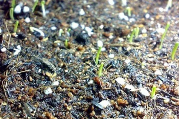 小葱长小黑虫如何处理,可以在植株附近点一盘蚊香