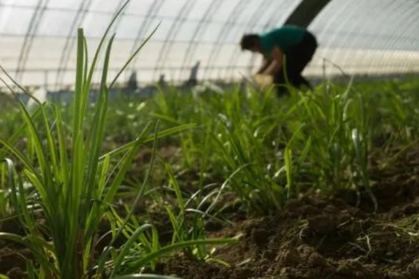 韭菜病虫害的防治方法,发生疫病可喷施甲霜灵等药物