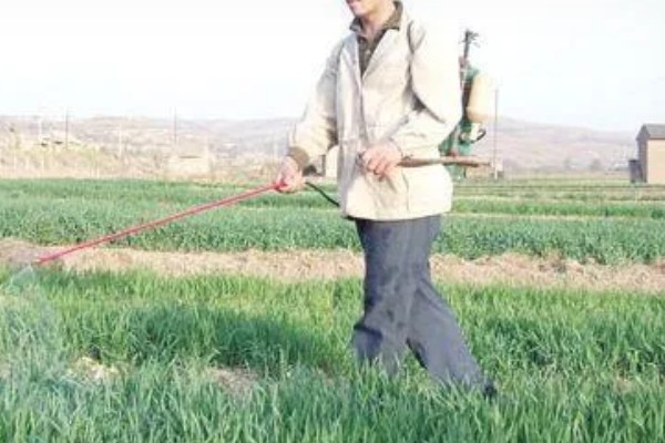 韭菜病虫害的防治方法,发生疫病可喷施甲霜灵等药物