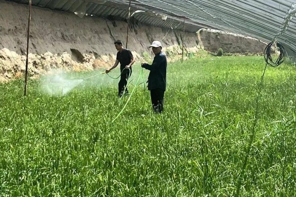 韭菜病虫害的防治方法,发生疫病可喷施甲霜灵等药物