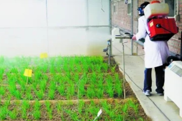 韭菜病虫害的防治方法,发生疫病可喷施甲霜灵等药物