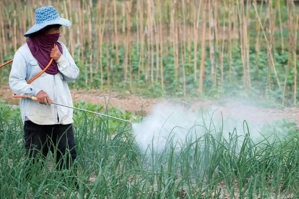 韭菜病虫害的防治方法,发生疫病可喷施甲霜灵等药物