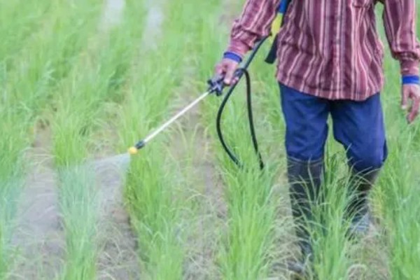韭菜病虫害的防治方法,发生疫病可喷施甲霜灵等药物