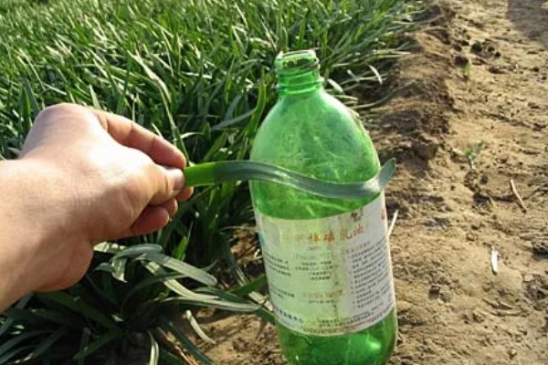 韭菜病虫害的防治方法,发生疫病可喷施甲霜灵等药物