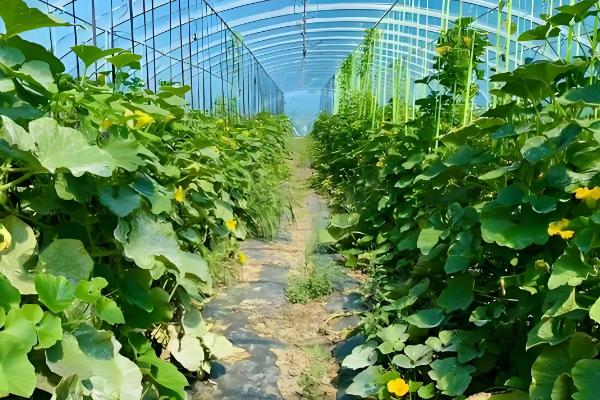 提高南瓜结瓜率的方法，引蔓上架可使坐瓜率提高40%以上