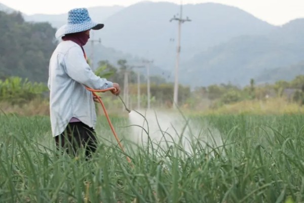 韭菜病虫害的防治方法,发生疫病可喷施甲霜灵等药物