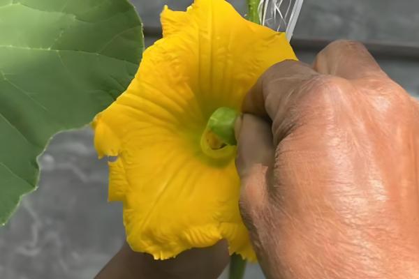 提高南瓜结瓜率的方法，引蔓上架可使坐瓜率提高40%以上