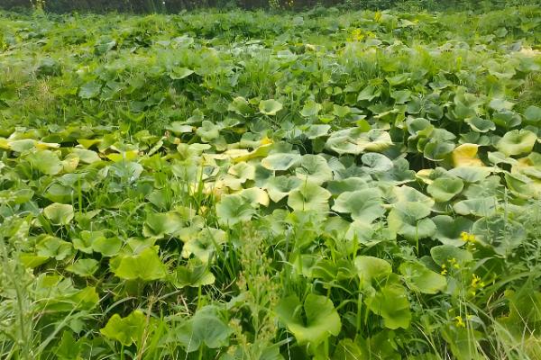 提高南瓜结瓜率的方法，引蔓上架可使坐瓜率提高40%以上