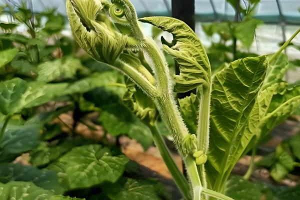 提高南瓜结瓜率的方法，引蔓上架可使坐瓜率提高40%以上
