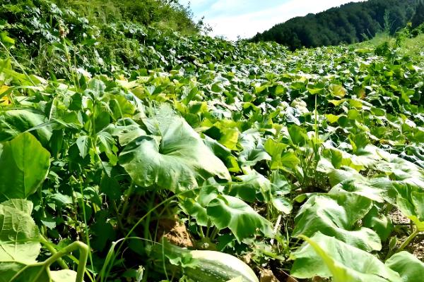 提高南瓜结瓜率的方法，引蔓上架可使坐瓜率提高40%以上
