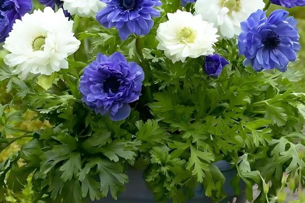 银莲花的养殖方法,生长期间需要保持土壤湿润