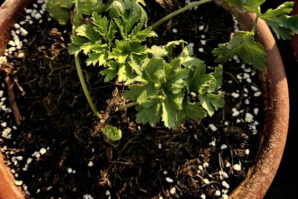 银莲花的养殖方法,生长期间需要保持土壤湿润