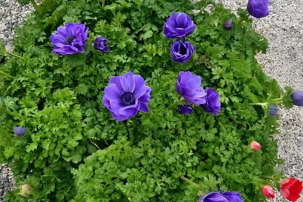 银莲花的养殖方法,生长期间需要保持土壤湿润