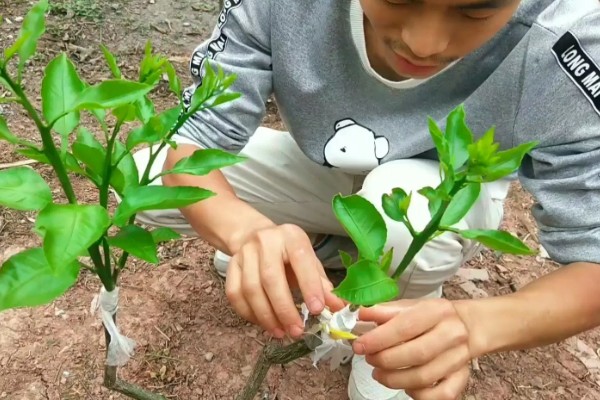 不嫁接的桔子树会不会结果,也是会结果的