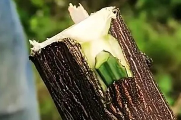 不嫁接的桔子树会不会结果,也是会结果的