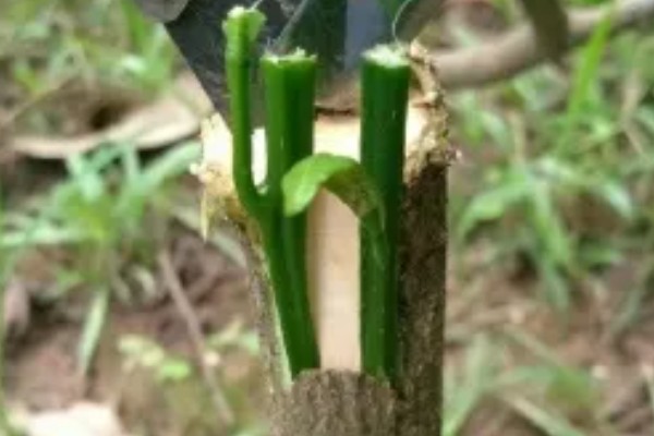 不嫁接的桔子树会不会结果,也是会结果的