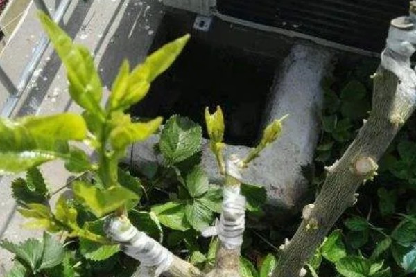 不嫁接的桔子树会不会结果,也是会结果的