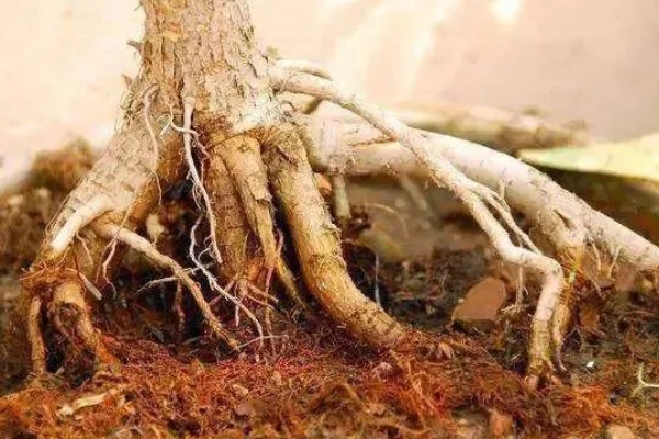 不嫁接的桔子树会不会结果,也是会结果的